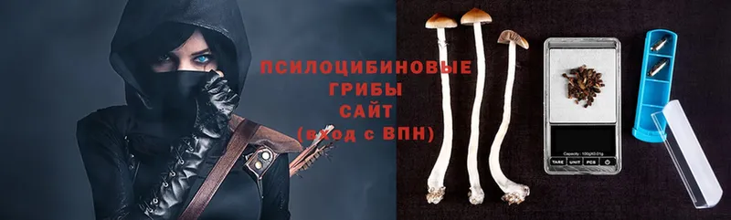 kraken tor  Ветлуга  Галлюциногенные грибы Psilocybine cubensis 